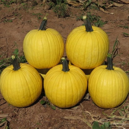 Picture of Pumpkin Mellow Yellow F1